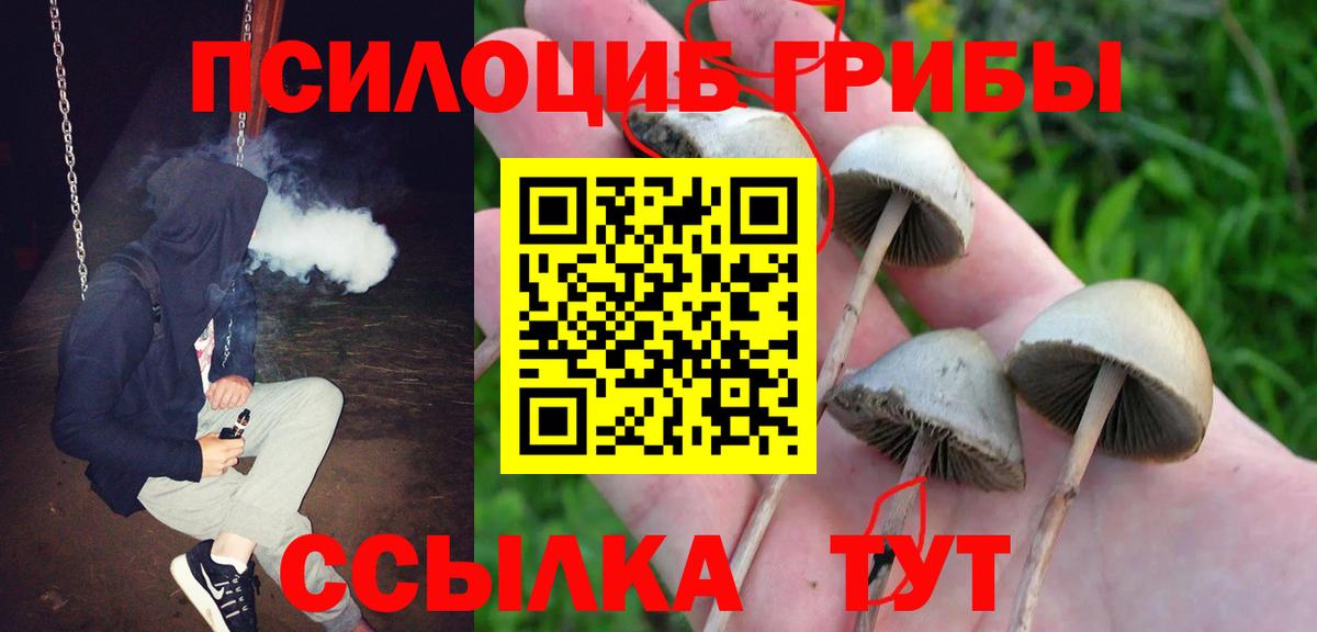 Кострома  Псилоцибиновые грибы Psilocybe  Вход с VPN 